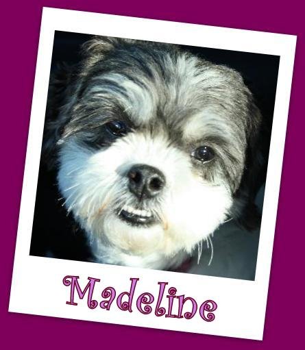 Madeline (ADOPTION PENDING)