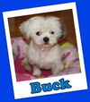 Buck (ADOPTION PENDING)