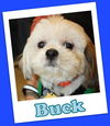 Buck (ADOPTION PENDING)