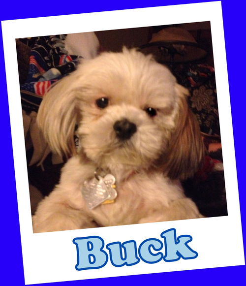 Buck (ADOPTION PENDING)