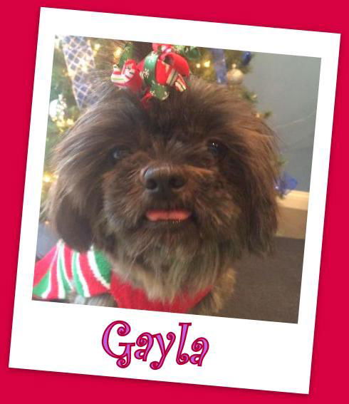 Gayla (ADOPTION PENDING)