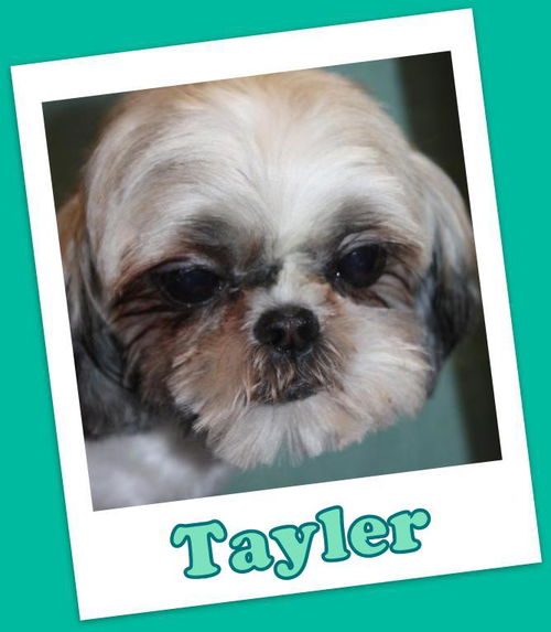 Tayler Morrow (ADOPTION PENDING)