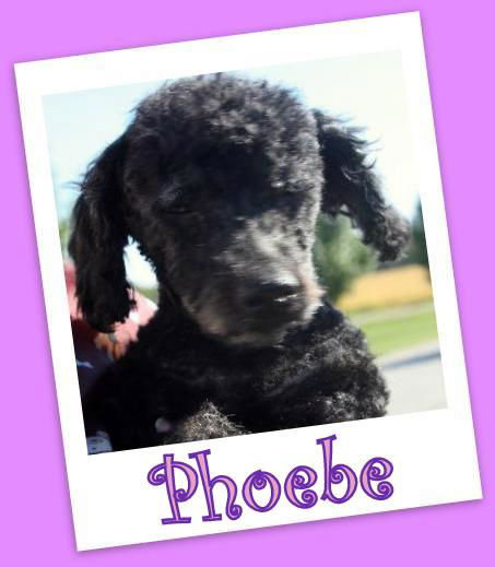 Phoebe Franklin (ADOPTION PENDING)