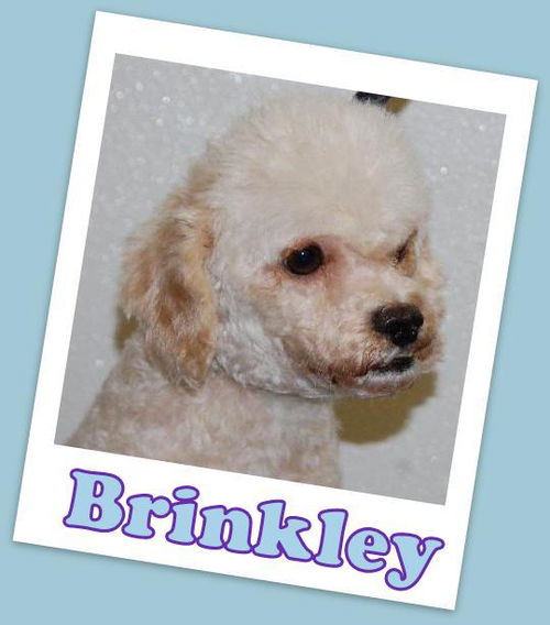 Brinkley Franklin (ADOPTION  PENDING)