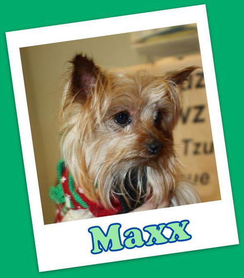 Maxx Franklin (ADOPTION PENDING)