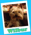 Wilbur Franklin (ADOPTION PENDING)