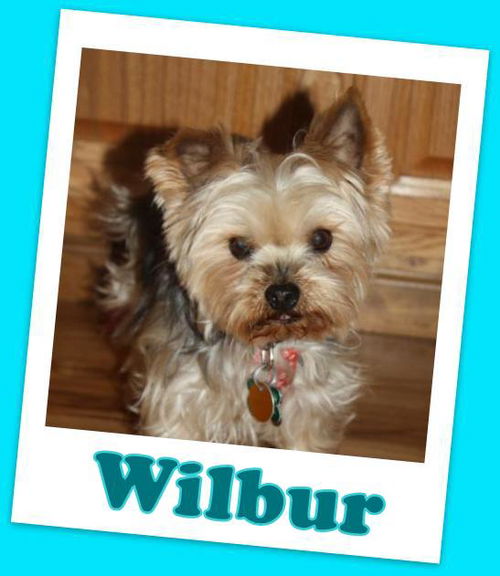 Wilbur Franklin (ADOPTION PENDING)