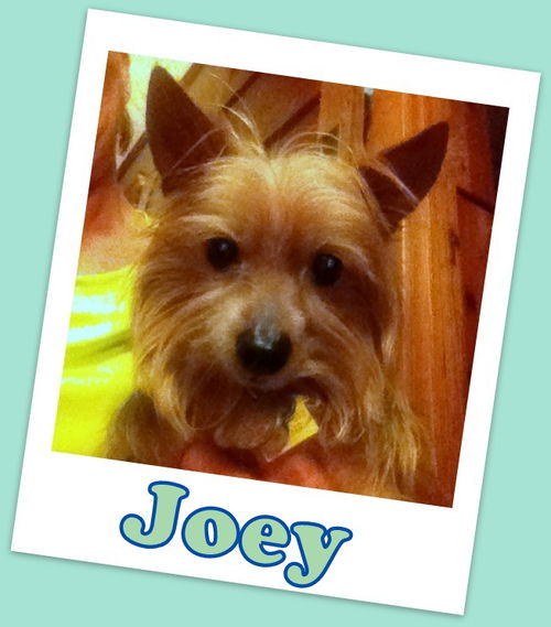 Joey