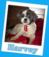 Harvey Marion (ADOPTION PENDING)