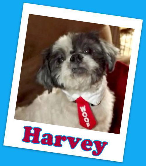 Harvey Marion (ADOPTION PENDING)