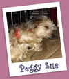 Peggy Sue Franklin (ADOPTION PENDING)