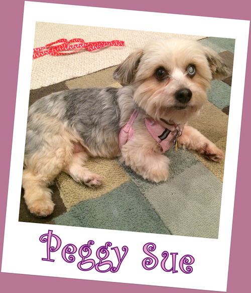 Peggy Sue Franklin (ADOPTION PENDING)