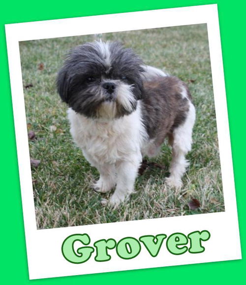 Grover Franklin (ADOPTION PENDING)