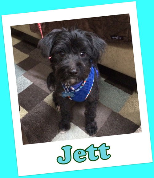 Jett Trumbull (ADOPTION PENDING)