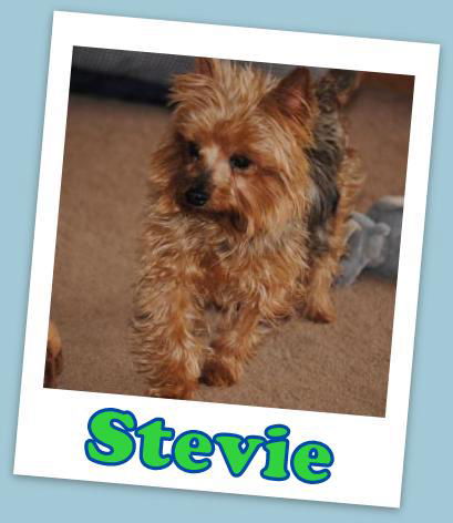 Stevie Franklin (ADOPTION PENDING)