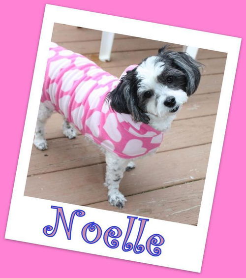 Noelle (ADOPTION PENDING)