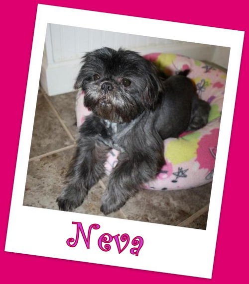 Neva (ADOPTION PENDING)