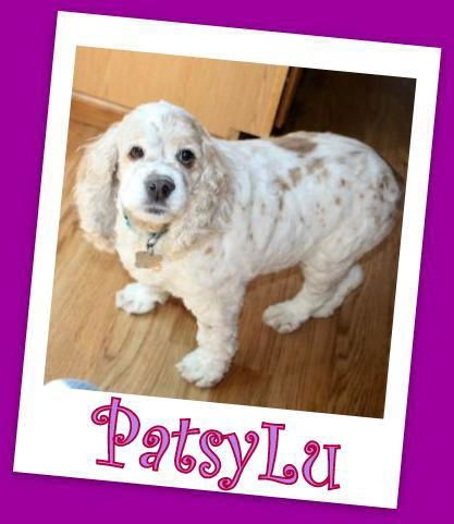 PatsyLu (ADOPTION PENDING)