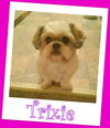 Trixie Franklin (ADOPTION PENDING)