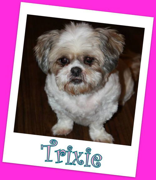 Trixie Franklin (ADOPTION PENDING)