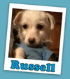 Russell (ADOPTION PENDING)