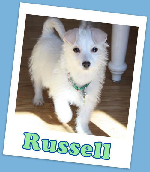 Russell (ADOPTION PENDING)