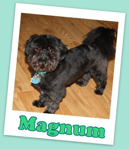 Magnum (ADOPTION PENDING)