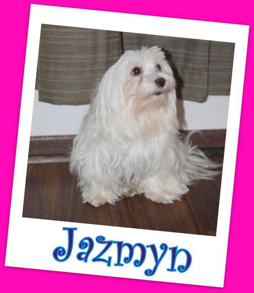 Jazmyn (ADOPTION PENDING)