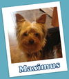 Maximus (ADOPTION PENDING)