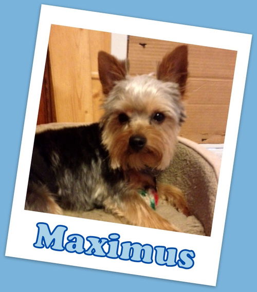 Maximus (ADOPTION PENDING)