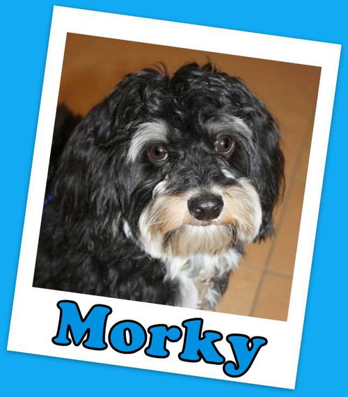 Morky (ADOPTION PENDING)