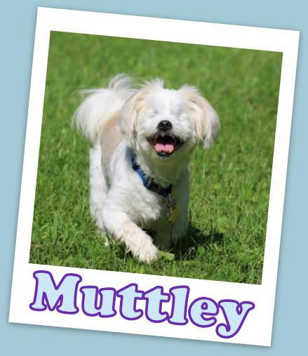 Muttley (ADOPTION PENDING)