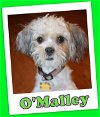 O'Malley (ADOPTION PENDING)