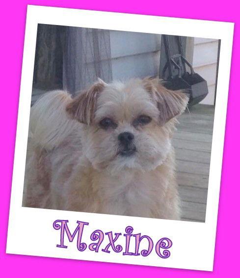 Maxine (Adoption Pending)