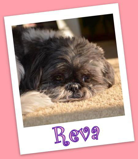 Reva (ADOPTION PENDING)