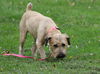 Kiley (ADOPTION PENDING)