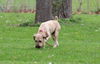 Kiley (ADOPTION PENDING)