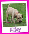 Kiley (ADOPTION PENDING)