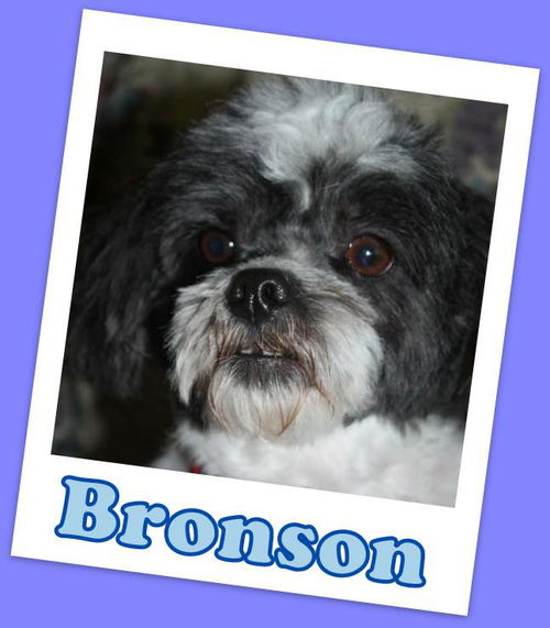 Bronson Franklin (ADOPTION PENDING)