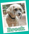 Brock (ADOPTION PENDING)