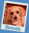 Brock (ADOPTION PENDING)