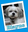 Blayne  (ADOPTION PENDING)