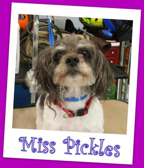 Miss Pickles (ADOPTION PENDING)