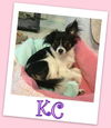 KC (ADOPTION PENDING)