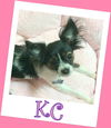 KC (ADOPTION PENDING)