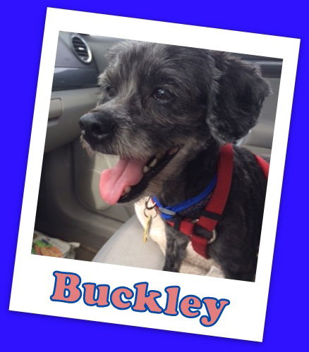 Buckley (ADOPTION PENDING)