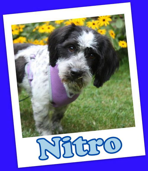 Nitro