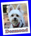 Desmond (ADOPTION PENDING)