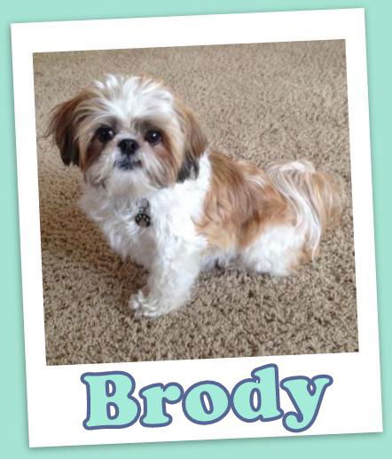 Brody