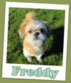 Freddy Fairfield (ADOPTION PENDING)